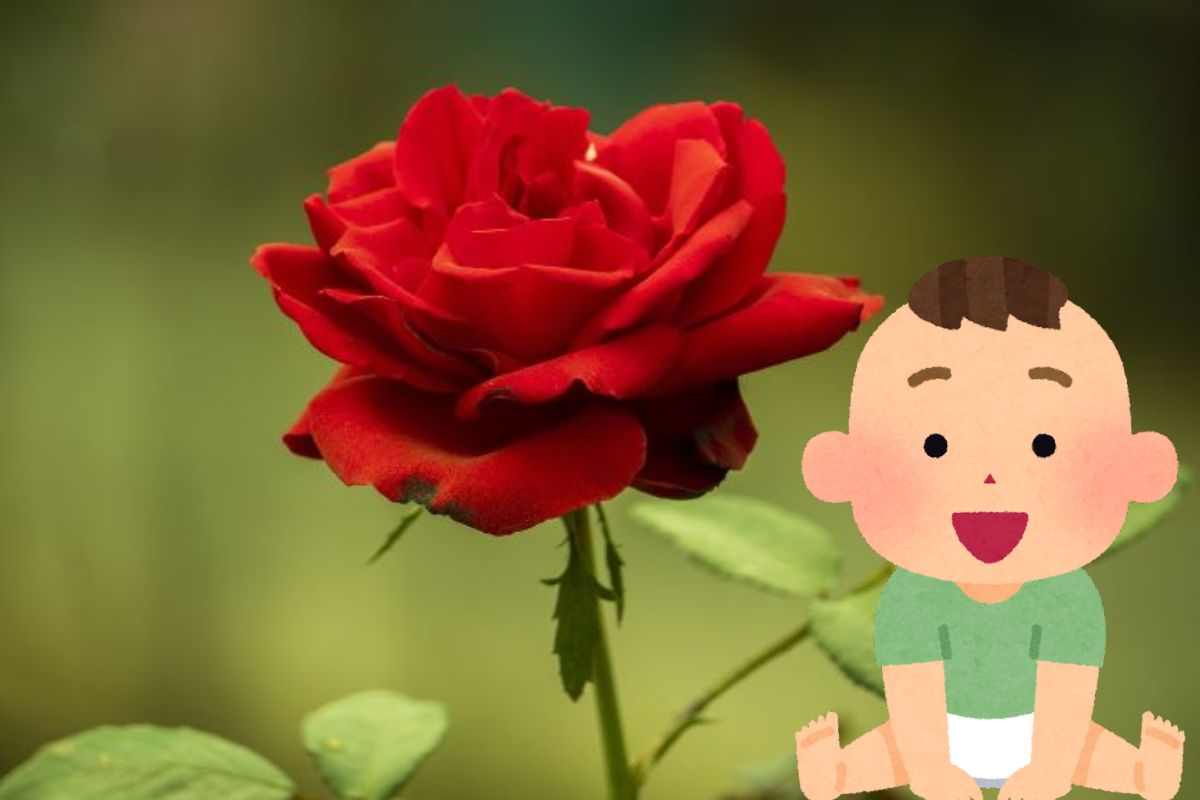 Read more about the article Top 100+ Baby Names That Mean Rose